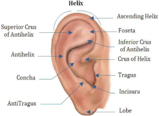 Figure 1.   Structure of the Human Ear [3,4,5]. 