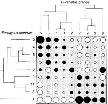 Fig. 1 Table of SCA with the dendrograms associated to the two Eucalyptus species. The cutting criterion of each dendrogram  pro-vides five groups of genotypes