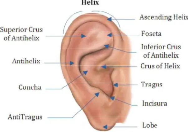 Fig. 1.  Anatomy of the Human Ear. 