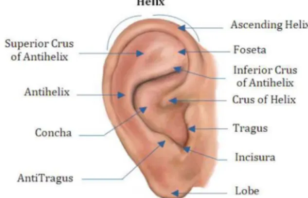 Fig. 1.  Anatomy of the Human Ear [7]. 