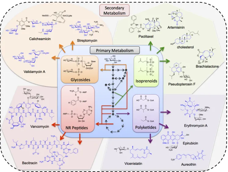 Figure 1. Schematic of natural diversity in secondary metabolism. Complex metabolites diverge from a common pool of primary building  blocks