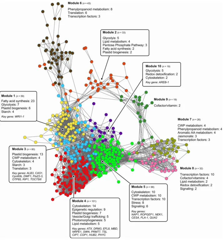 Figure 3. The oil palm mesocarp coexpression network.