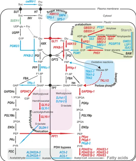 Figure 5. Transcriptional connections between the core fatty acid biosynthetic machinery and central carbon metabolism.
