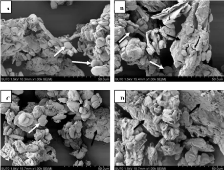 Figure 3. SEM micrographs (1000x) of the ginger powders obtained at four different  drying temperatures
