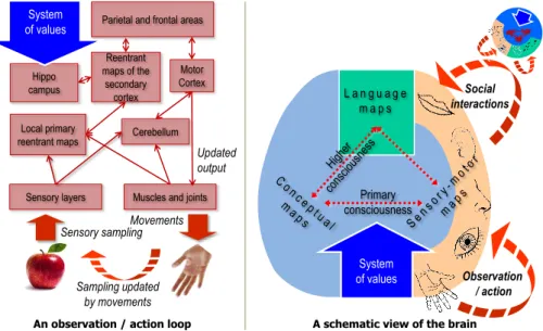 Fig.  1.  The  brain  according  to the  TNGS  of  G.M.  Edelman:  a  complex  network  of  re-entrant  maps in interaction loops with the world