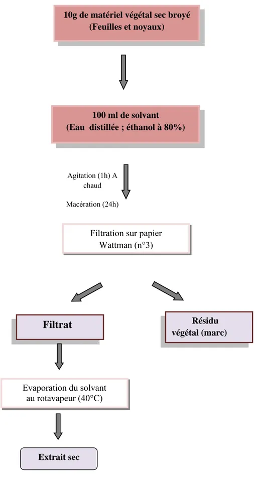 Figure 11: Protocole de préparation des extraits aqueux et hydro-éthanolique  de Persea americana 