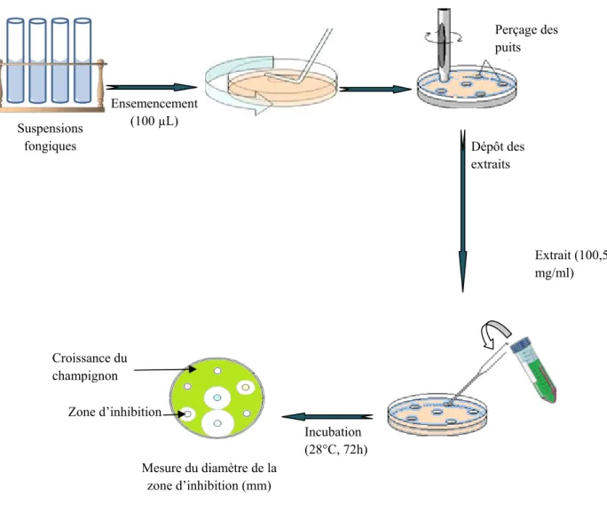 Figure 12: Schéma des différentes étapes de la réalisation du test antifongique