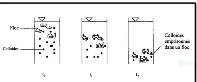 Figure II-5 : Emprisonnement des particules dans les flocs pendant la décantation 