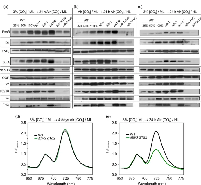 Figure 6. Immunodetection of proteins related to photosynthesis and carbon concentrating mechanism and 77K fluorescence emission spectra in wild-type (WT) and mutant strains.