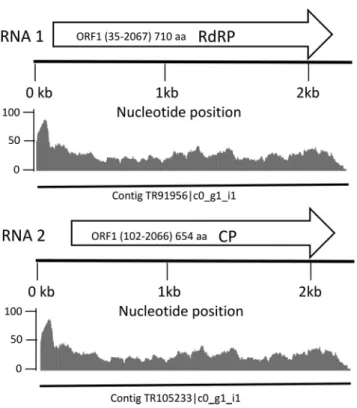 FIG 1 Genomic organization of the PPM-associated partitivirus. The complete major open reading frames (ORFs) predicted are represented by the arrows labeled RdRP (RNA-dependent RNA polymerase) and CP (capsid protein) and corresponding to RNA1 and RNA2, res