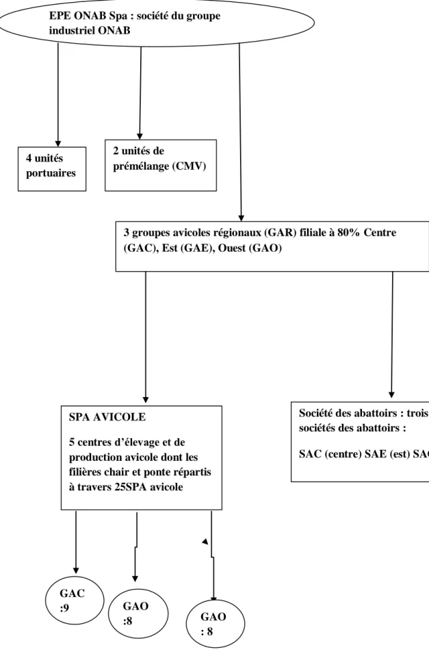 Figure 01 : Organisation de groupe industriel ONAB (ONAB, 2006)