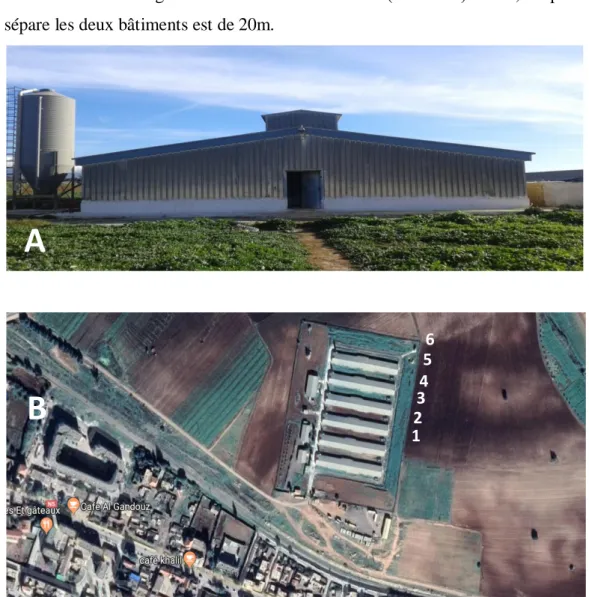 Figure 4 : Schéma représente les bâtiments d’élevage A- vu de face d’un bâtiment d’élevage  (photo personnelle) , B- vu de satellite de centre d’élevage contenant 6 bâtiments 