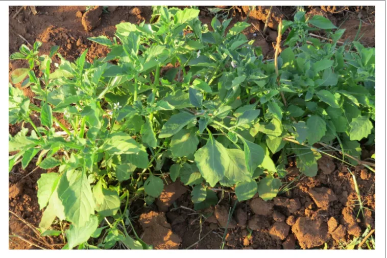 FIGURE 1 | Solanum retroflexum (African nightshade) leafy vegetable.