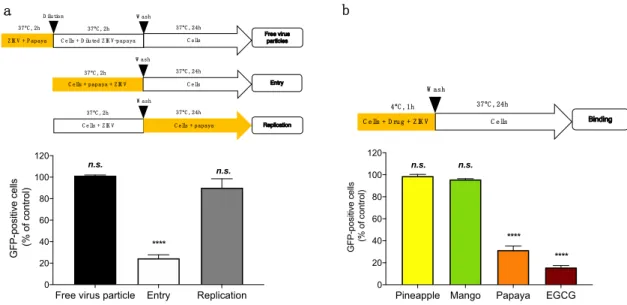 Figure 2. Papaya pulp extract inhibits ZIKV binding to the cell surface. (a) Schematic representation  of time-of-drug-addition assay used to characterize antiviral activity of papaya pulp extract (1000  µg/mL) on ZIKV GFP  infection of A549 cells