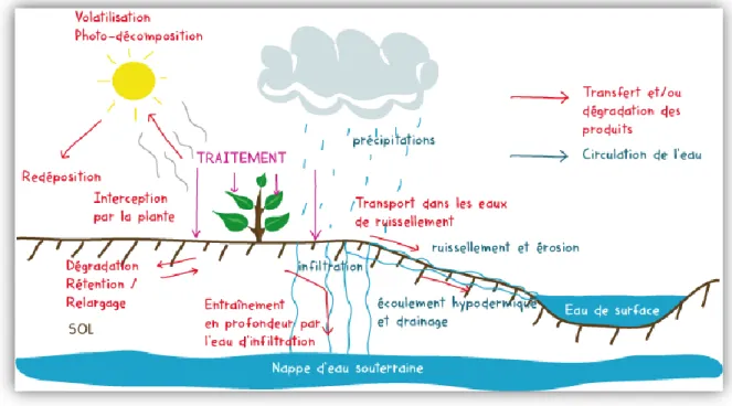 Figure 1: Devenir des pesticides dans l'environnement (Berrah, 2011). 