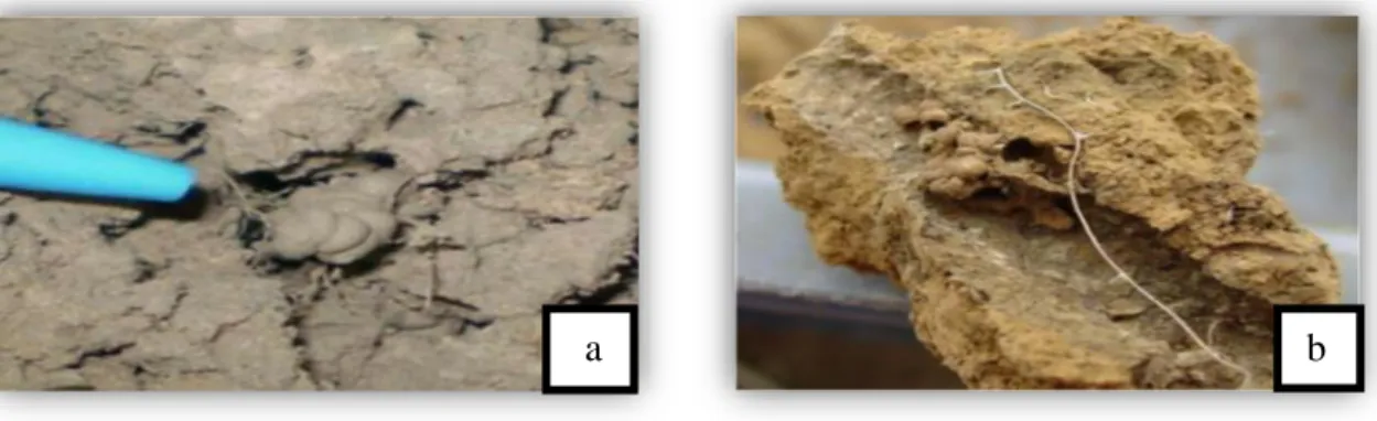 Figure 7: Structures construites par des vers de terre (Thi My Dung HUYNH ; Pelosi, 2008)  (a) déjection à la surface (turricules)      (b) galeries 