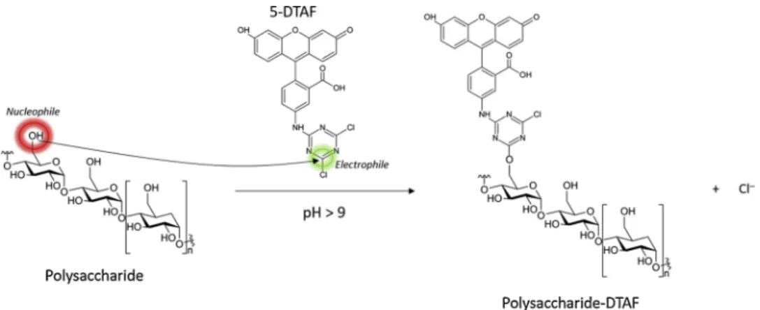 Fig. 1. Chemical reaction occurring during grafting between 5-DTAF and polysaccharides contained in FS