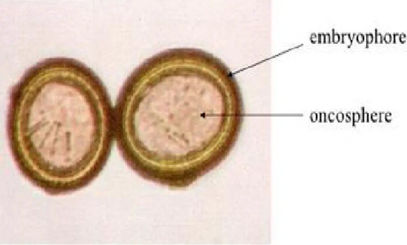 Figure 05 : Vue microscopique d’un embryophore (Berqdiche, 2011). 