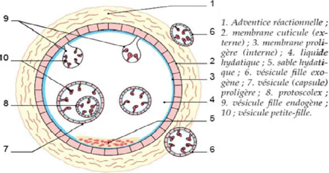 Figure 08 : Structure du kyste hydatique (Ziouani, 2015). 