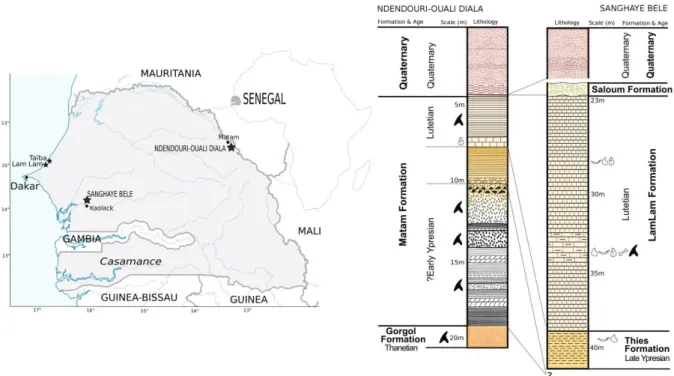 Fig. 1. Location and hypothetical stratigraphic correlation of Senegal Paleogene deposits  903 