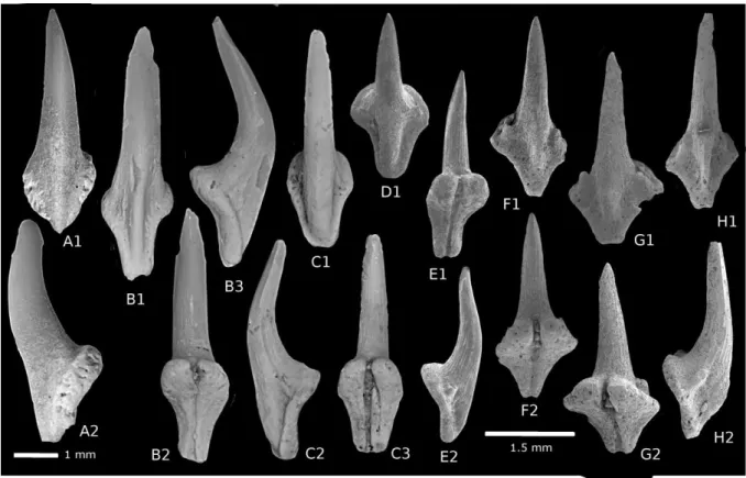 Fig. 4. A. O. cf. pappenheimi: Lower Lutetian, Lam Lam. Fm., SNSAN/2011/08; B-F. 