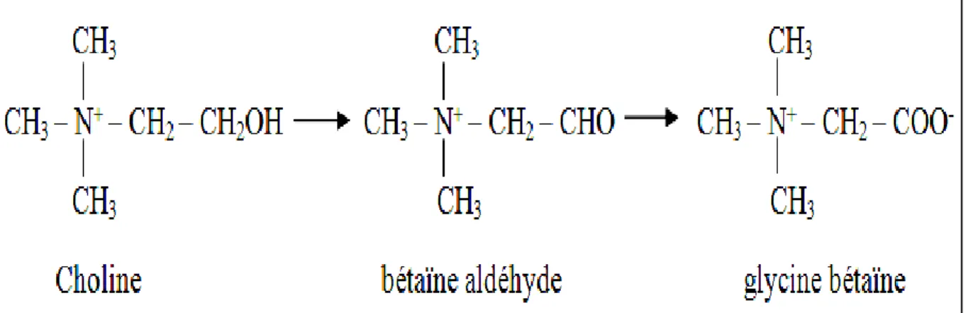 Figure 3 : synthèse de la glycine bétaïne à partir de la choline (Takabe et al., 2006)