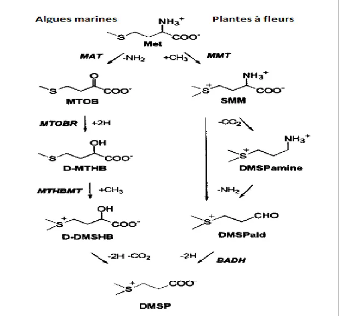 Figure 4 : synthèse de DMSP chez les algues marines et les plantes (McNeil, 1999). 