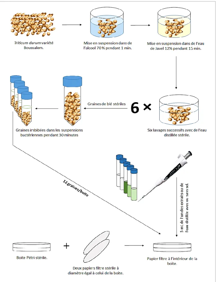 Figure  22 :  Représentation  schématique  du  test  de  germination  des  graines  de  blé  dur  (originale)