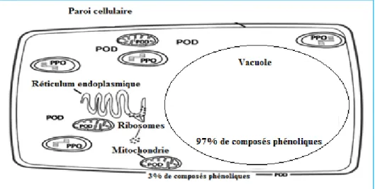 Figure 5: Localisation des composés phénoliques et des enzymes d’oxydation (Toivonen., et  al, 2008)