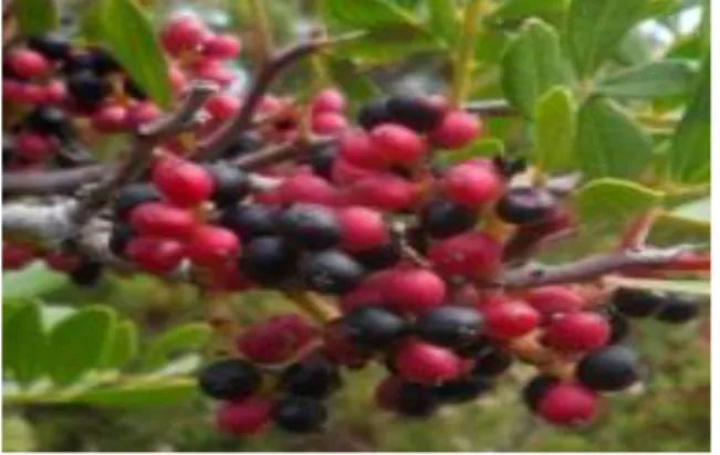 Figure 3 : Photographie des fruits de pistachier lentisque à différents stades de maturation  (Djedaia, 2017)