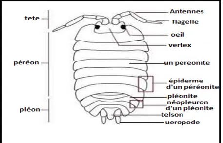 Figure 02: Morphologie générale des cloportes, face dorsale (Gross, 2005). 