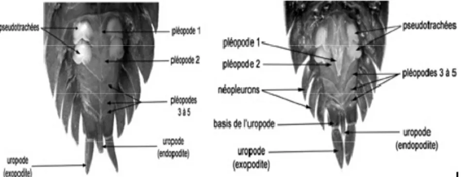Figure 03 : Face ventrale du pléon chez la femelle (a) et le male (b) de porcellio  scaber (Noel et Séchet, 2007) 