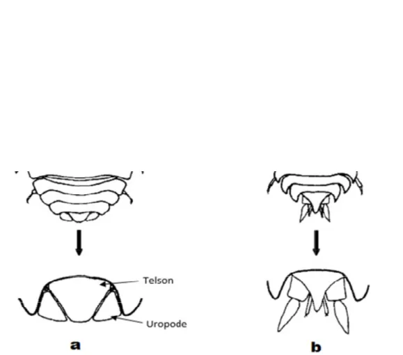 Figure 08- Dessin de la morphologie externe d’un cloporte de la famille (a) (b) Porcellio