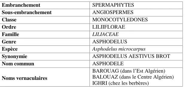 Tableau 1 : Taxonomie d’A. microcarpus d’après GHILEB (1987)