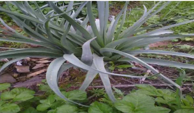 Figure 2: Asphodelus microcarpus (Originale)