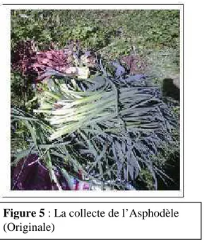 Figure 6 : Opération de Séchage la plante (Originale)