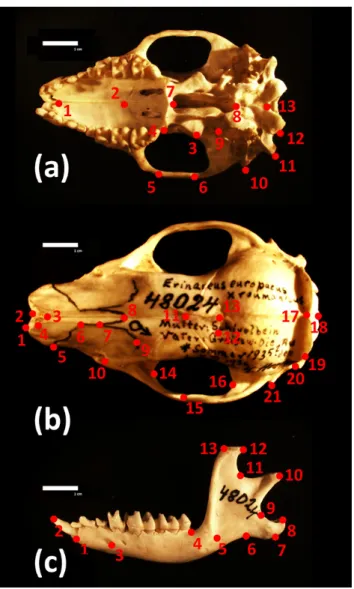 Figure 2. Location of the three-dimensional landmarks measured on (a) ventral and (b) dorsal sides of the cranium, and (c) the mandible.