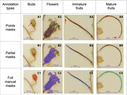 FIGURE 1. Illustration of the three different types of training data used in this study, for the  same four different types of reproductive structures analyzed (i.e., Buds, Flowers, Immature Fruits,  Mature Fruits)