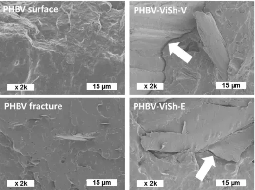 Figure 4. SEM pictures of the poly(3-hydroxybutyrate-3-hydroxyvalerate) (PHBV) surface and  fracture (on the left) and SEM pictures of the PHBV-based composite fractures (filler content of 20  wt%) (on the right)