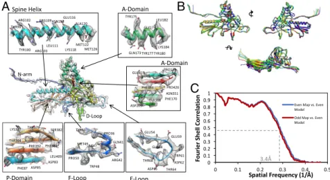 Fig. 2. Cryo-EM map-derived models and model validation. (A) Domains from a hexon subunit revealing atomic-level details of the cryo-EM density map and its corresponding molecular model