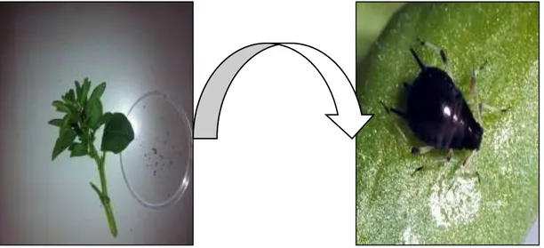 Figure 15- Isolement des pucerons noirs à partir d’une tige de fève (photo originale)