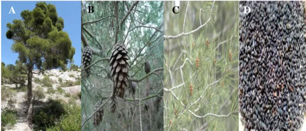 Figure 1 : photographies de l’arbre de Pinus halepensis (a), des cônes (b), des aiguilles  (c), des graines (d) (Feikh, 2014)