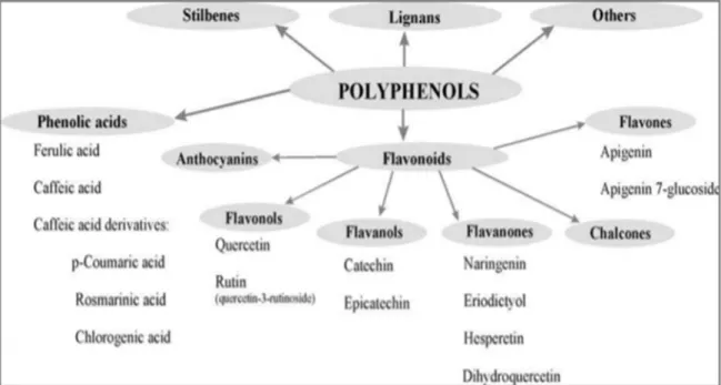 Figure 4 : Classification des polyphénols (Boros et al, 2019). 