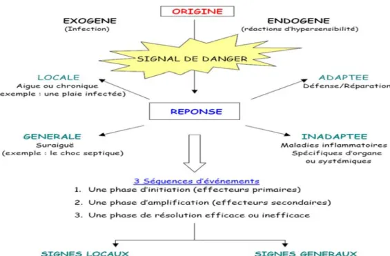 Figure 6 : La réaction inflammatoire schématisée (Zarbato, 2010). 