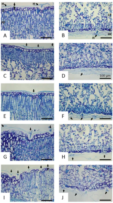 Figure 3. Comparison of olive leaf cross sections tainted in toluidine blue by optical microscopy  for untreated leaf, control leaf (60 min stirring), and ultrasound-treated leaves (5 min, 15 min, and  60 min)