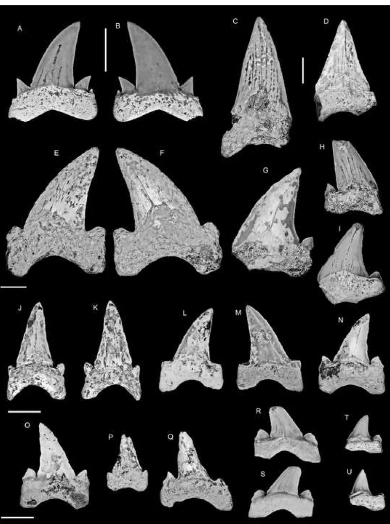 Figure 4 Click here to access/download;Figure;Figure 4_C. aschersoni, O. obliquus-R.tif