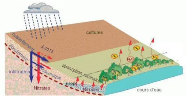 Figure I.1 : Schématisation de la pollution agricole 