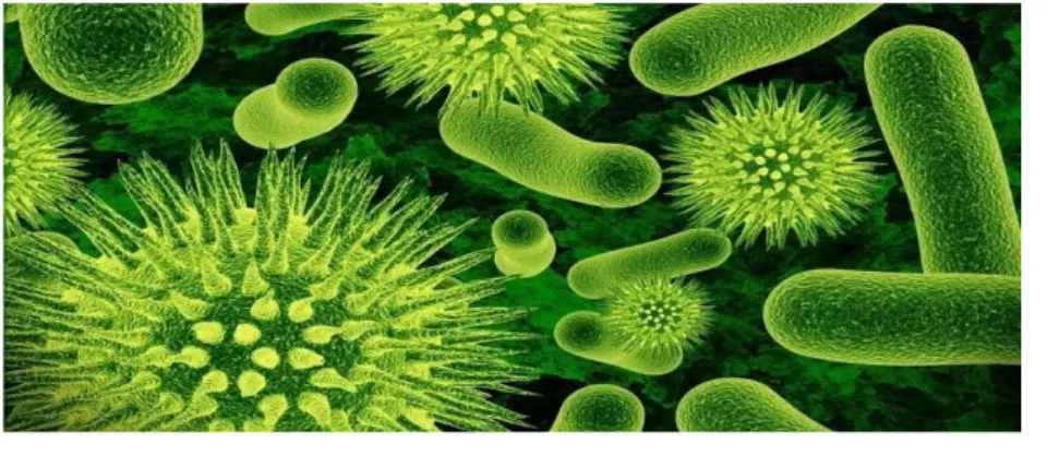 Figure I.3 : Les virus 