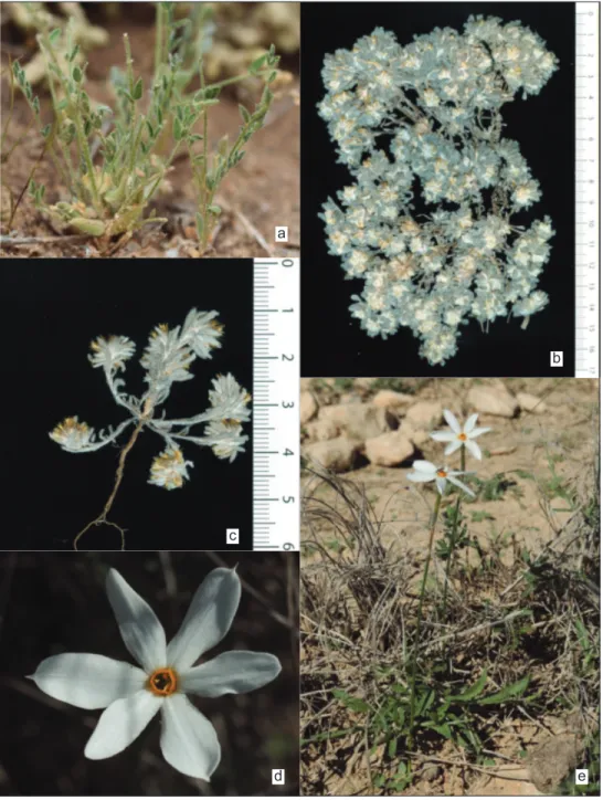 Fig 3. a) Astragalus pseudosinaicus Gazer &amp; Podlech sur l'île Gataia el Gueblia (Djerba), 07.IV.2015 (cliché M
