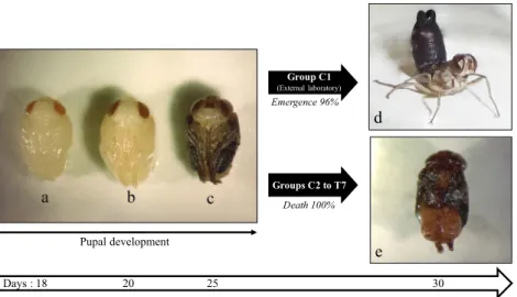 Figure 4.  Development stages of pupae during the experiment on the effect of pyriproxyfen on adult emergence  of Glossina palpalis gambiensis after dissection from their puparium